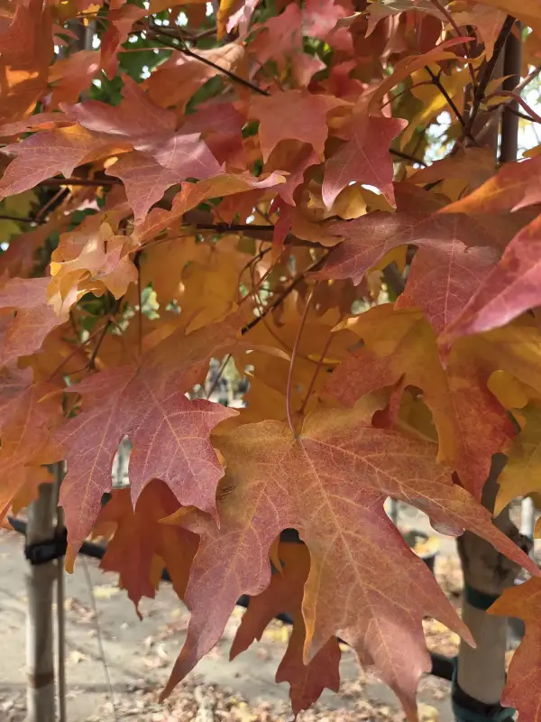 Flashfire® Maple