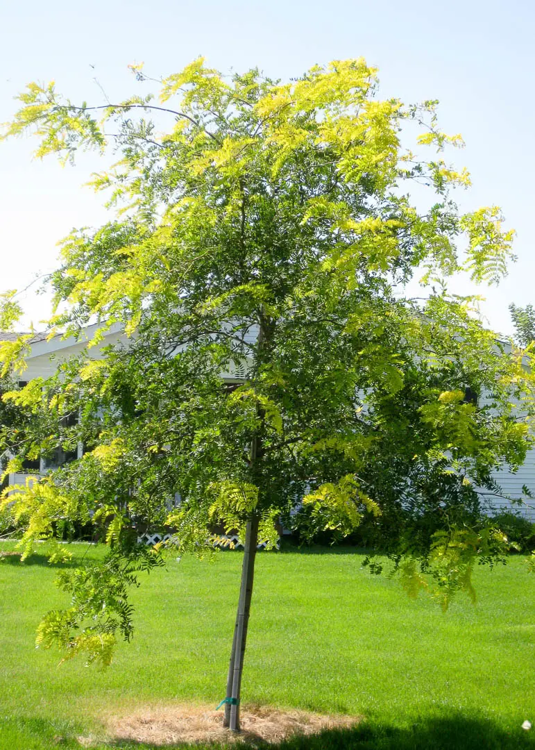 Sunburst® Honeylocust