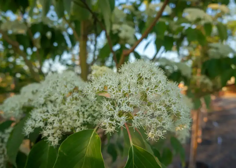 June Snow™ Dogwood Tree