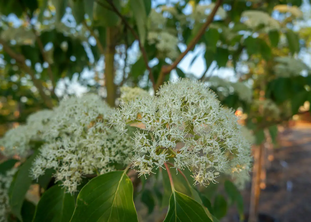 June Snow™ Dogwood Tree