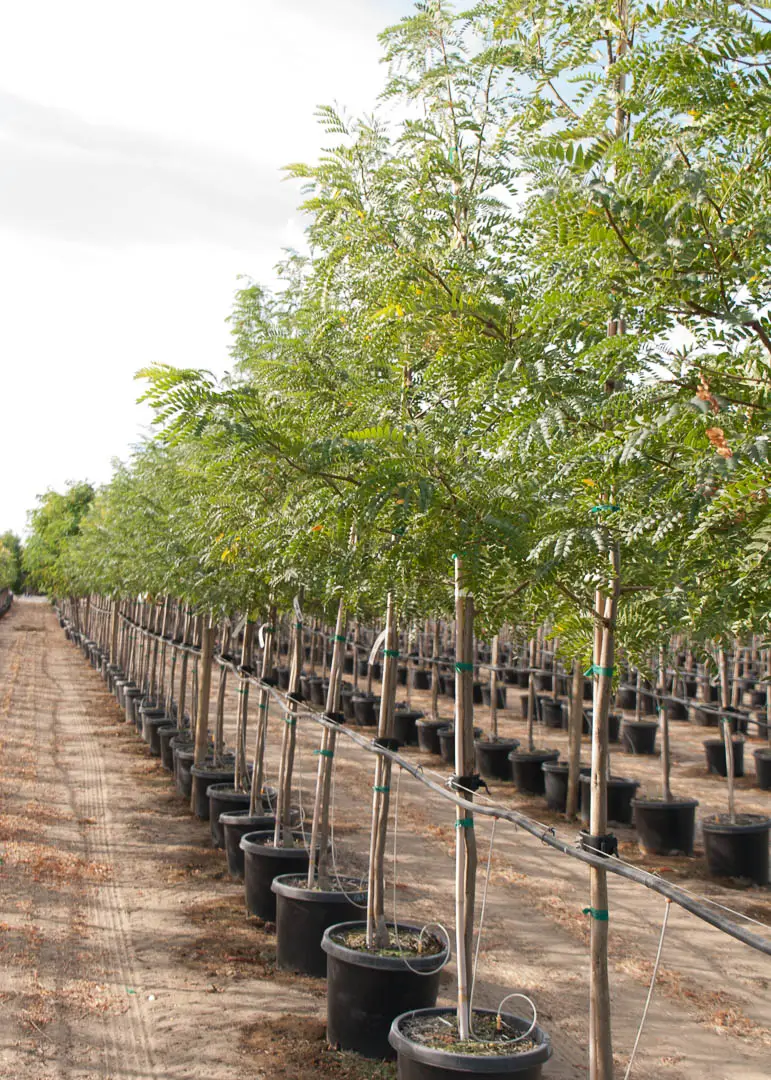 Halka™ Honeylocust Tree