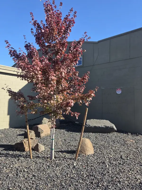 Burgundy Belle® Red Maple Tree