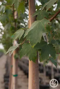 Burgundy Belle® Red Maple Tree
