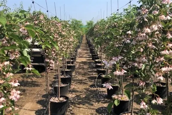 Marley's Pink Parasol Tree