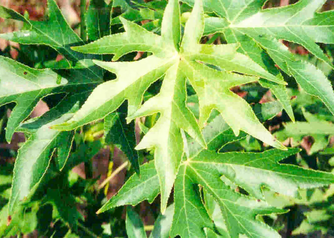Worplesdon Sweetgum Tree