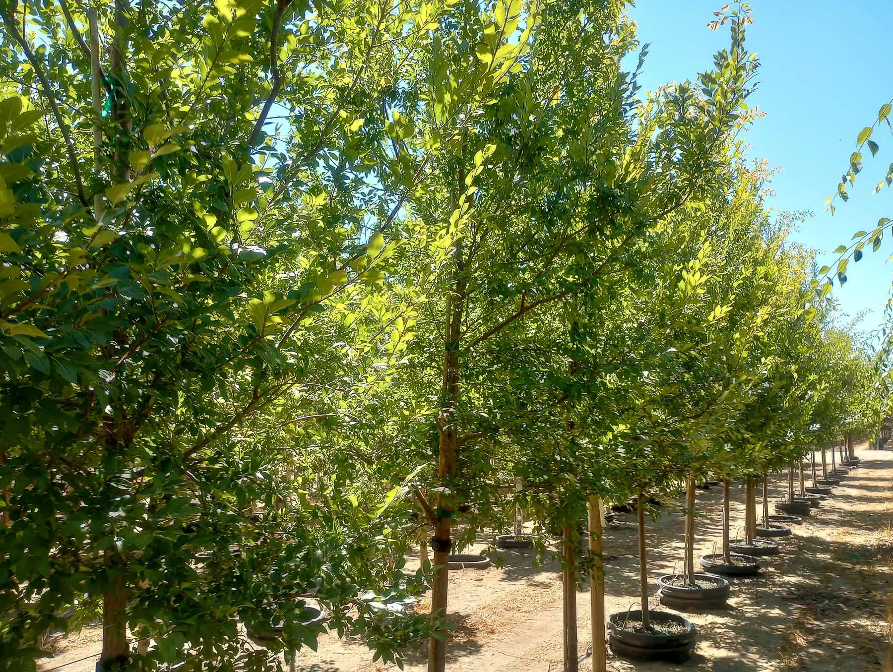 Dynasty Elm