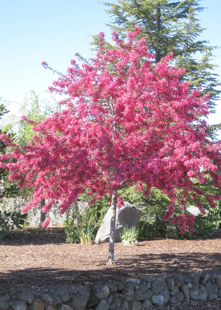 Prairifire Crabapple Tree