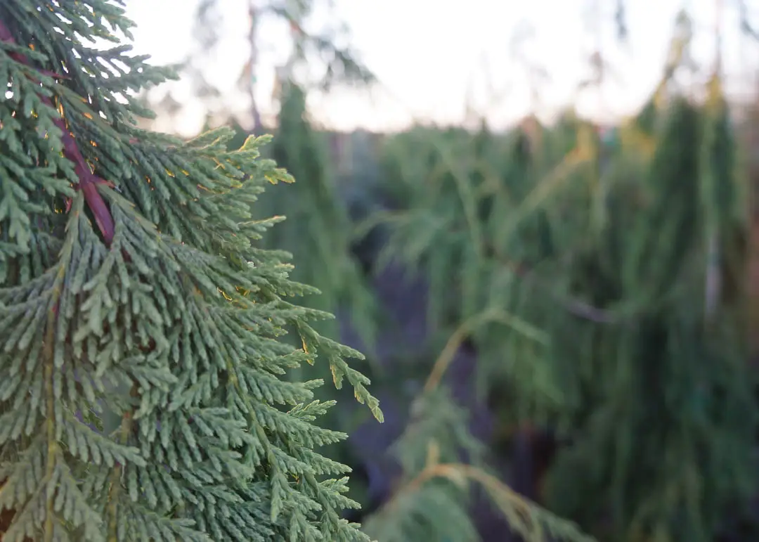 Stricta Weeping Alaskan Cedar Tree