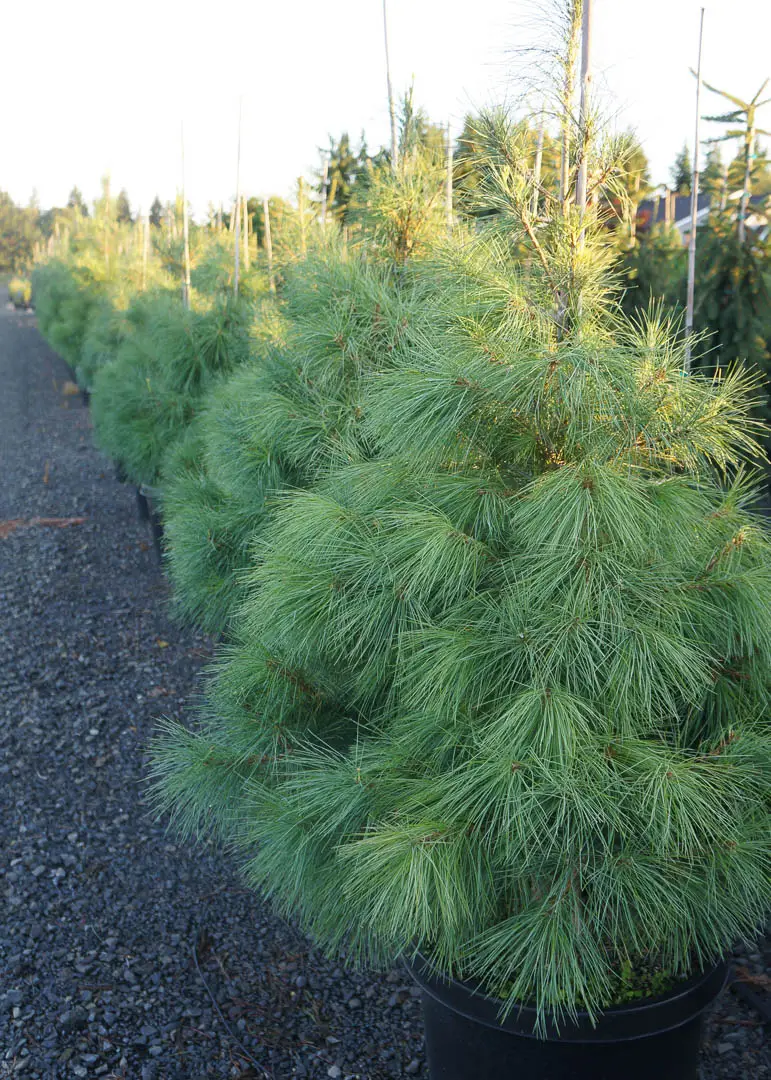 Eastern White Pine Tree