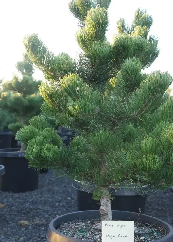 Oregon Green Austrian Pine Tree