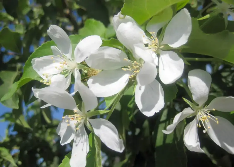 Spring Snow Flowering Crabapple Tree