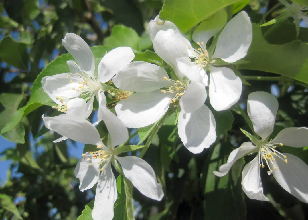 Spring Snow Flowering Crabapple Tree