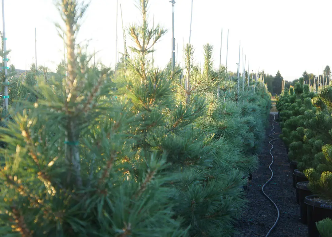 Southwestern White Pine Tree