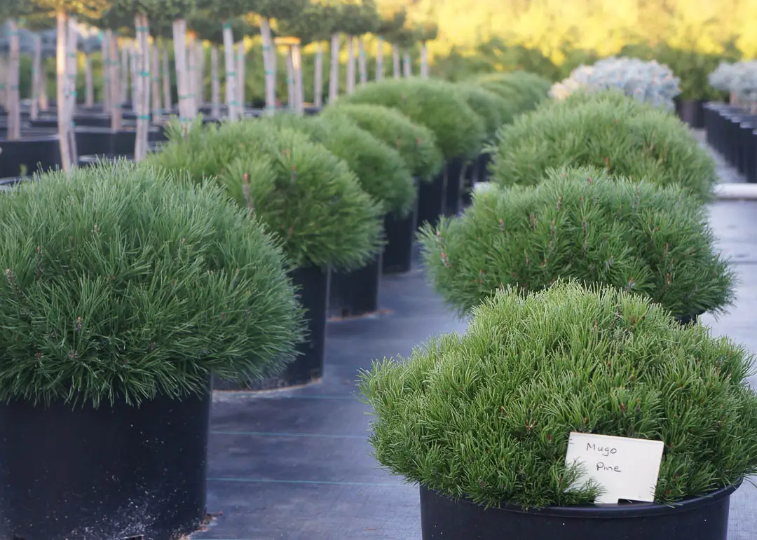 Mugo Pine