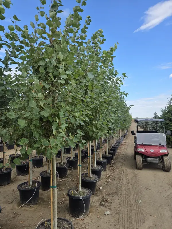Quaking Aspen