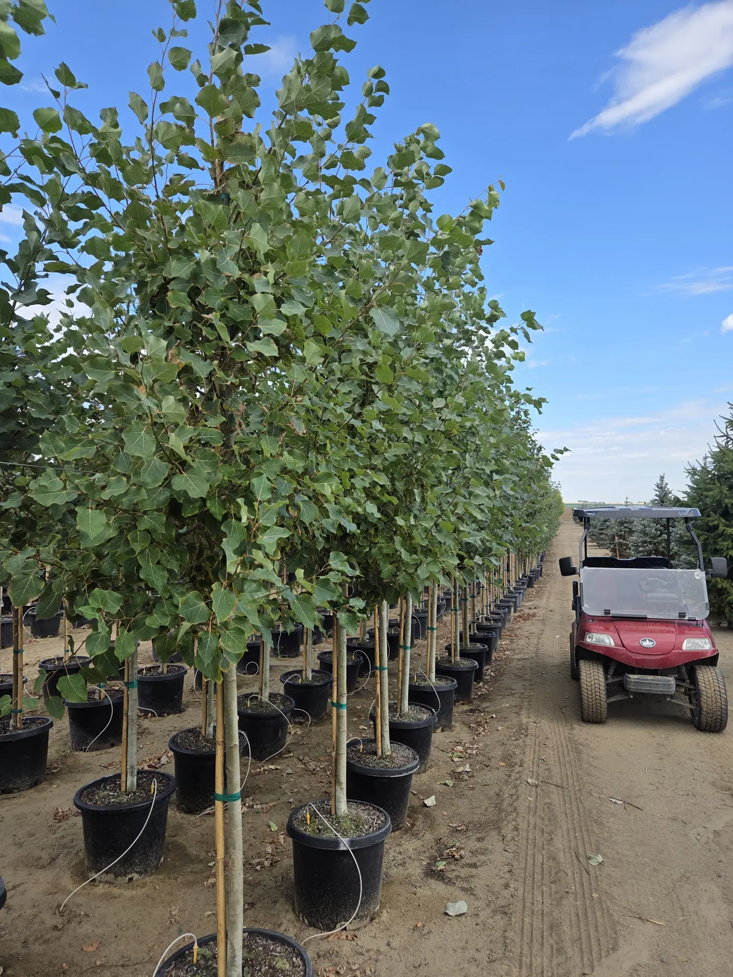 Quaking Aspen — 1.5"