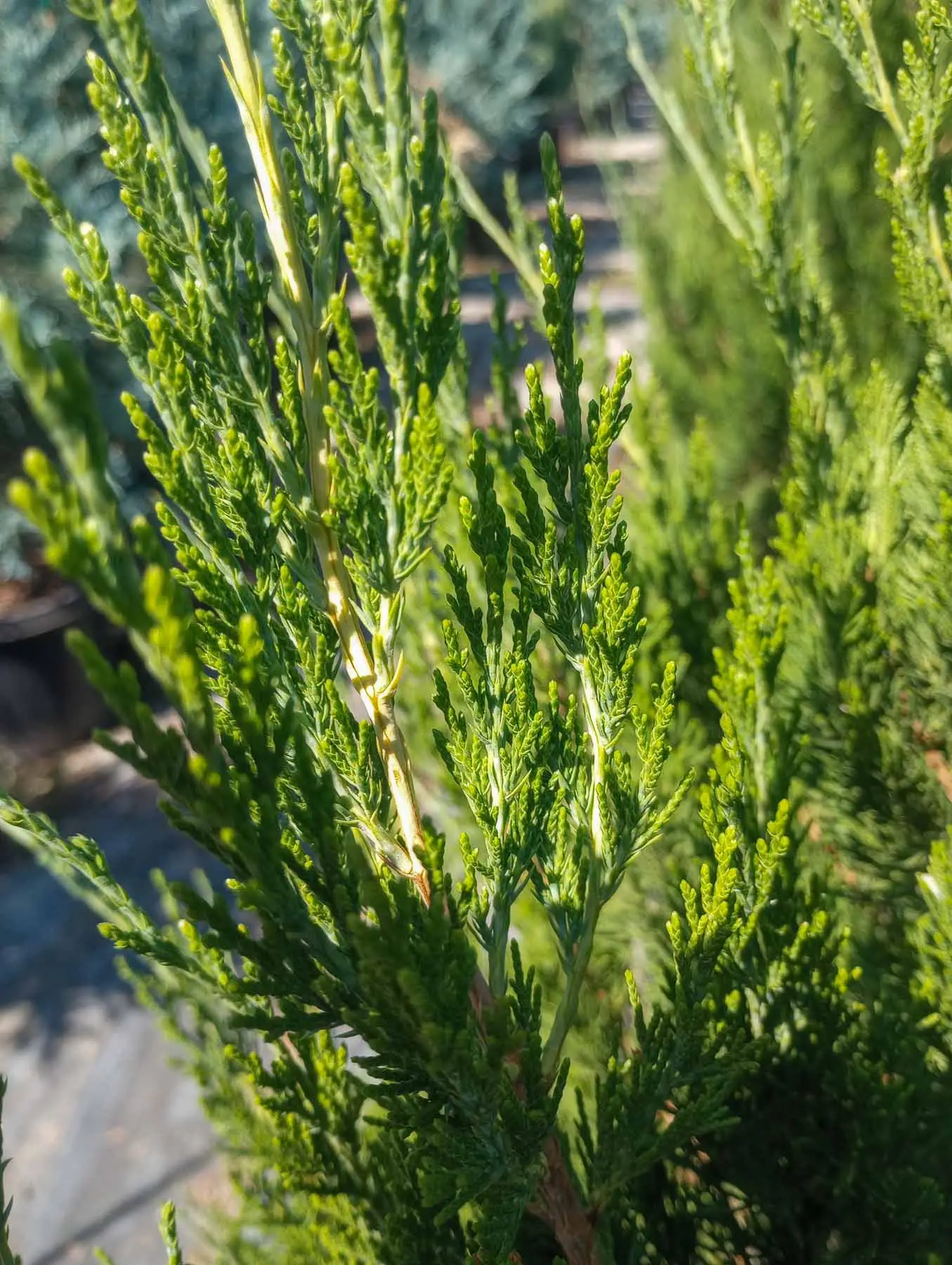 Spartan Juniper
