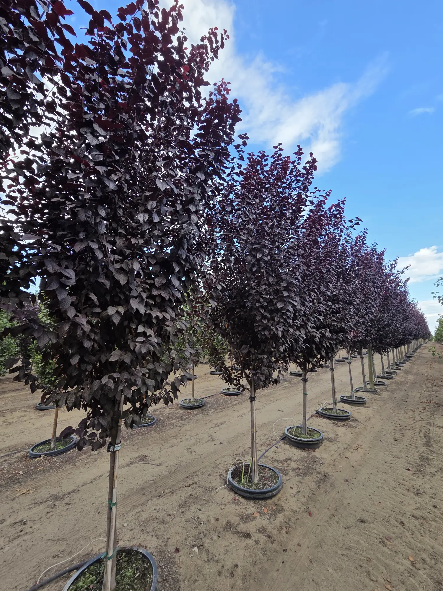 Krauter Vesuvius Plum Tree — 2"
