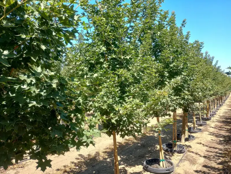 Ruby Sunset® Maple