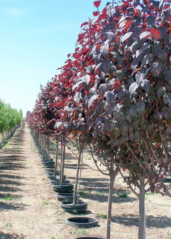 Thundercloud Plum Tree
