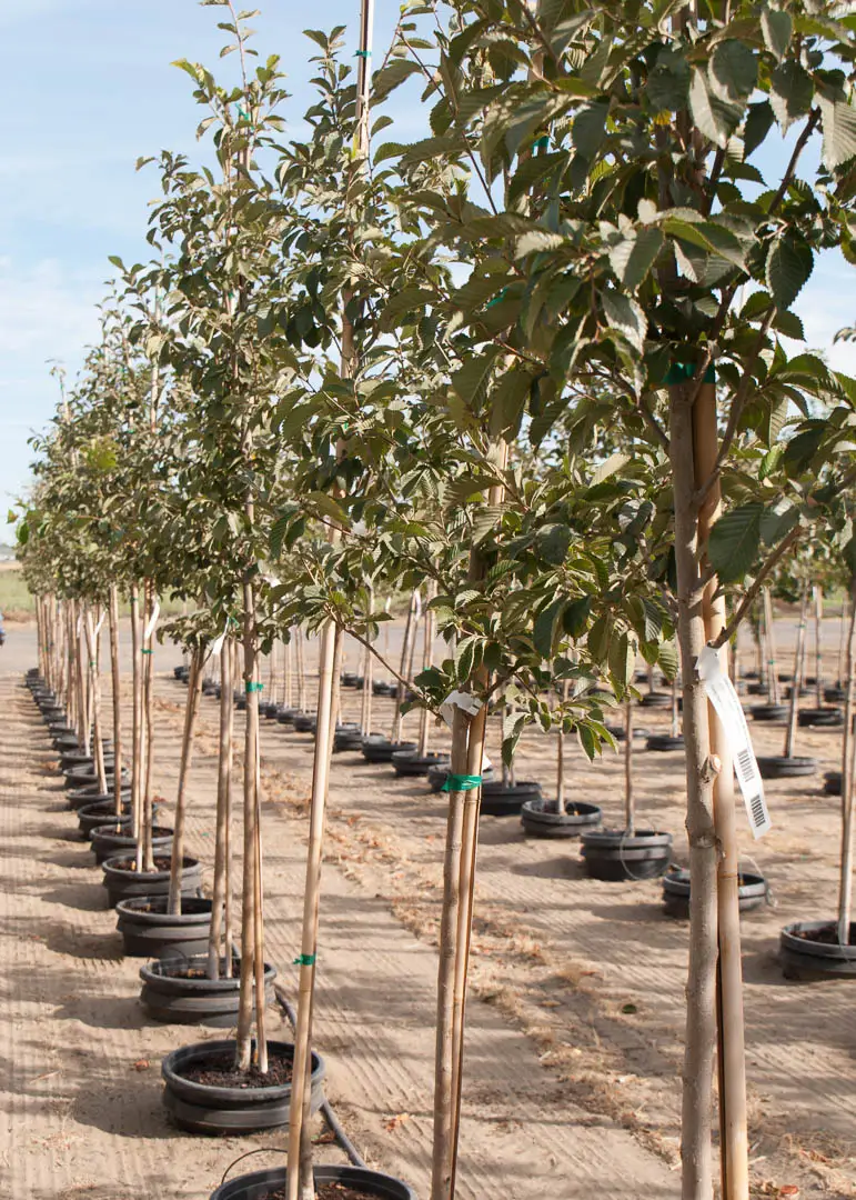 Accolade™ Elm Tree
