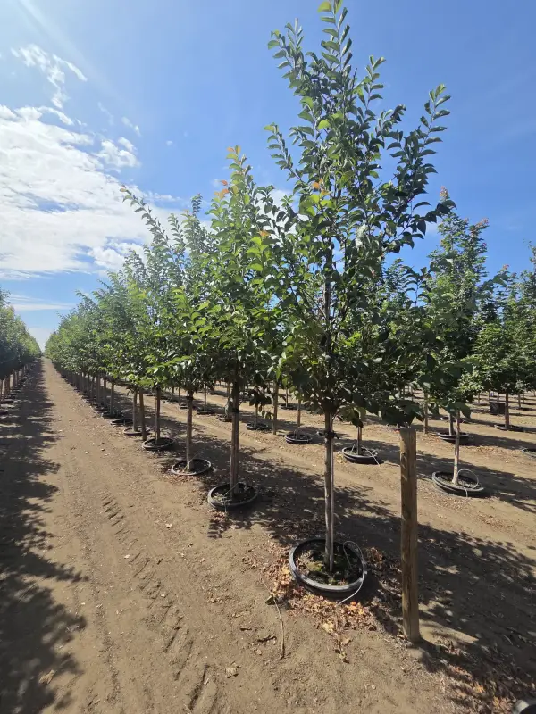 Emerald Sunshine® Elm