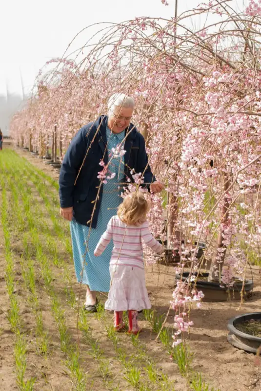 Double Weeping Cherry Tree