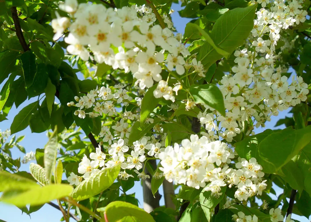 Canada Red Chokecherry Tree