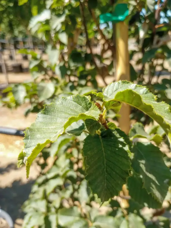Emerald Avenue® Hornbeam