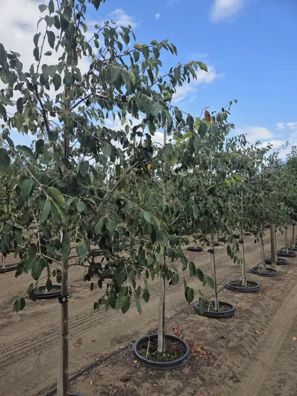 Spring Flurry® Serviceberry
