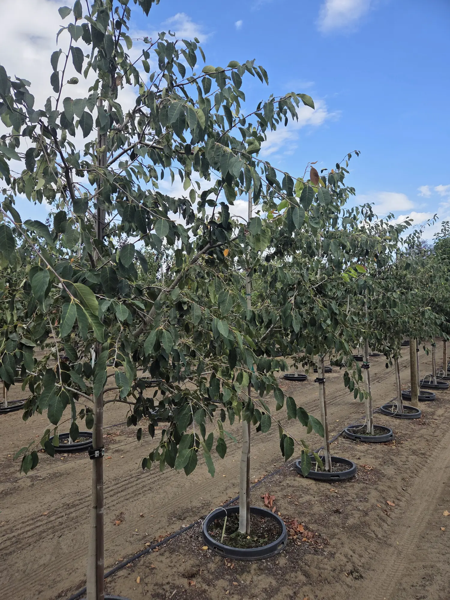 Spring Flurry® Serviceberry — 2"