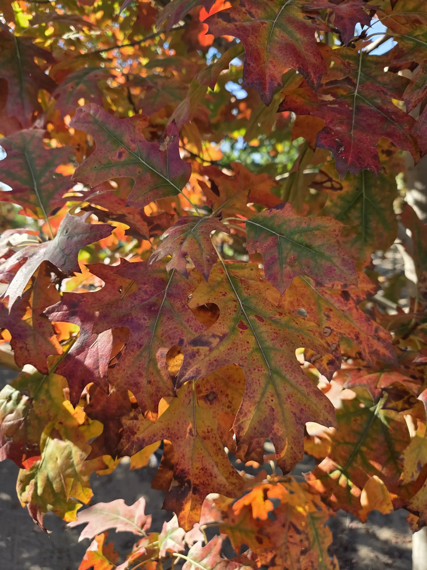 Northern Pin Oak