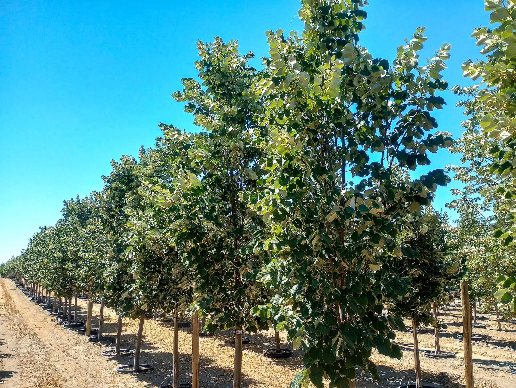Green Mountain Linden