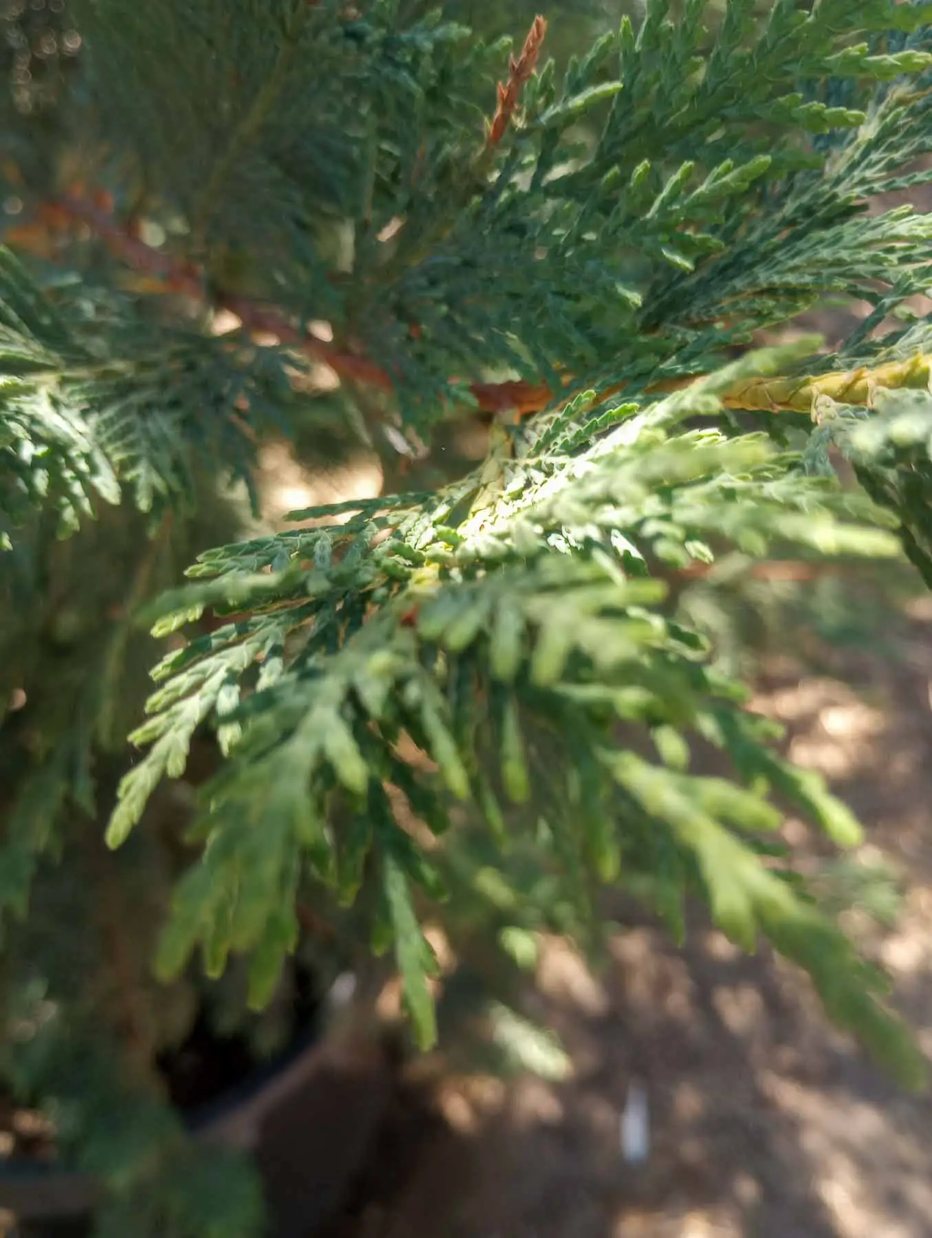 Leyland Cypress