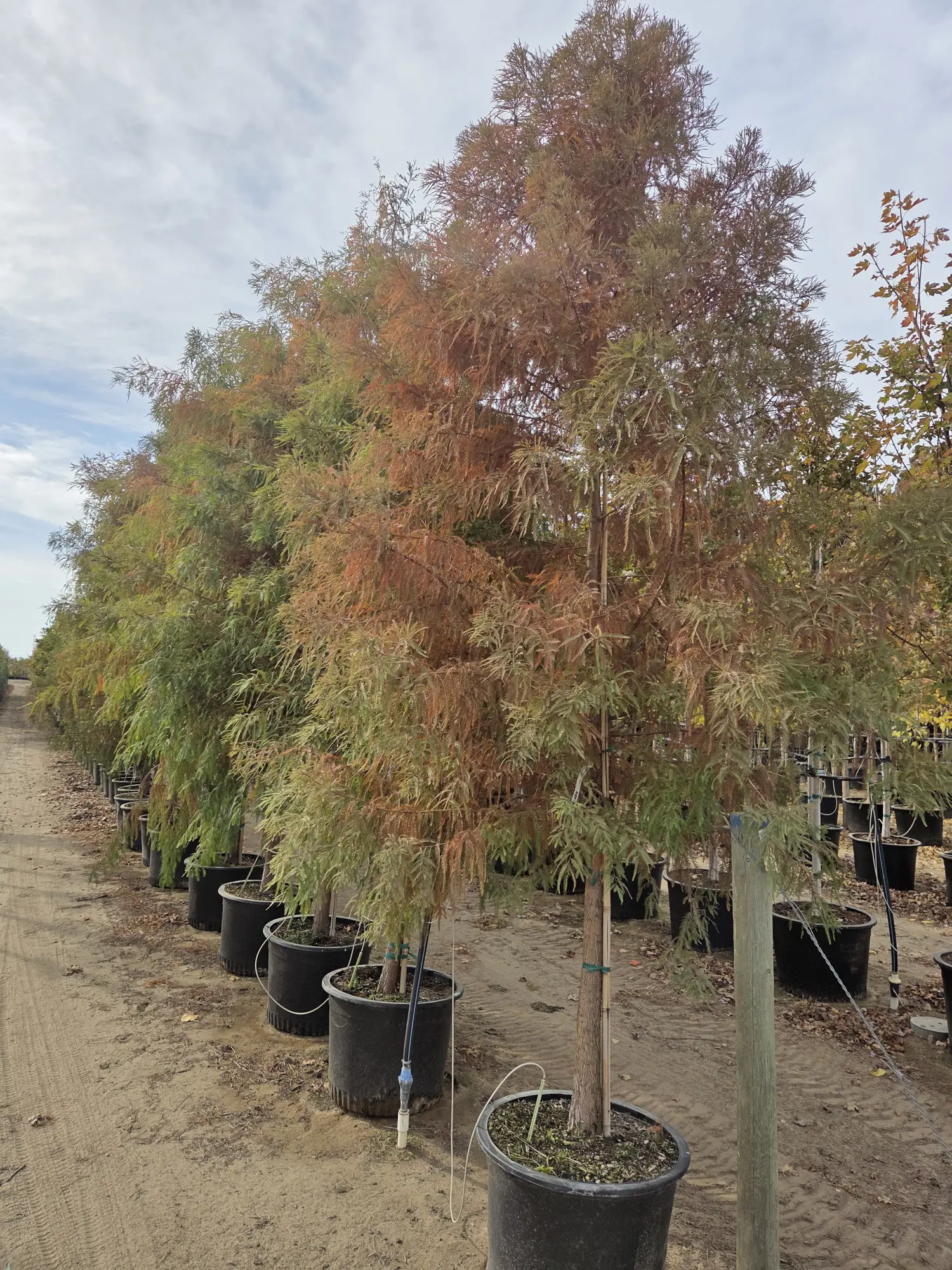 Bald Cypress