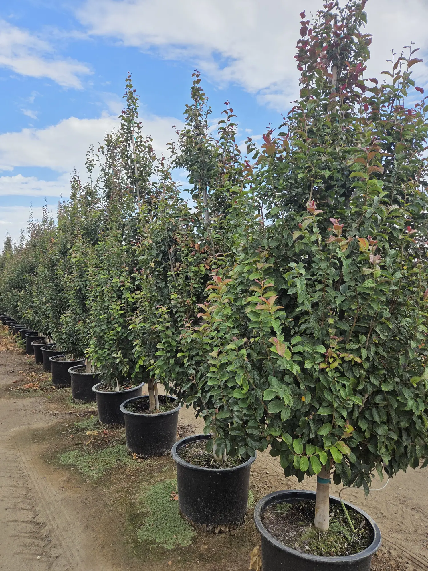 Persian Spire™ Parrotia — 2"