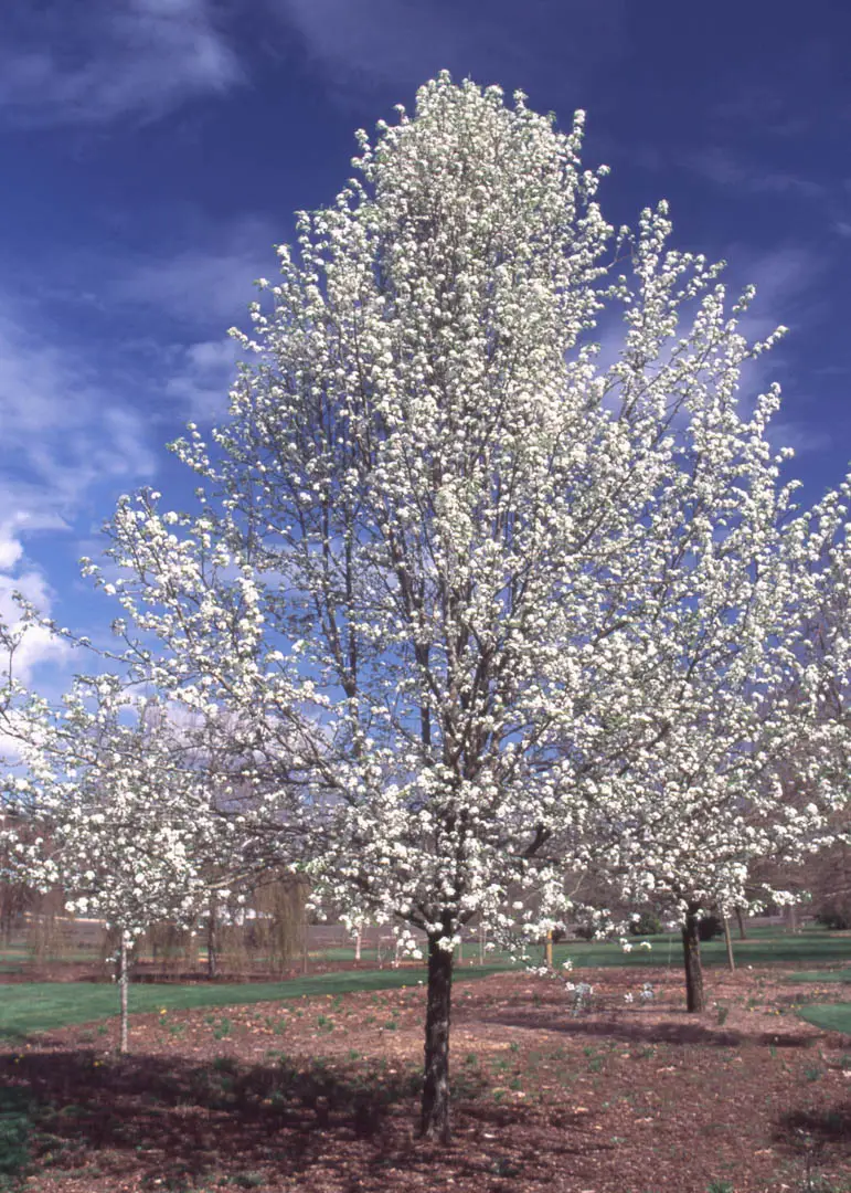 Trinity Pear Tree