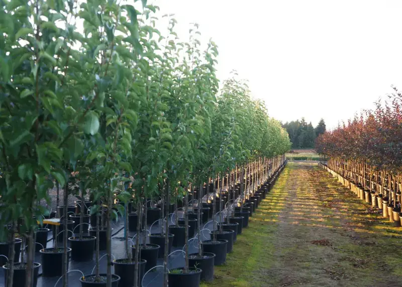 Chanticleer® Pear Tree