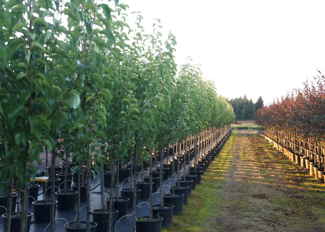 Chanticleer® Pear Tree
