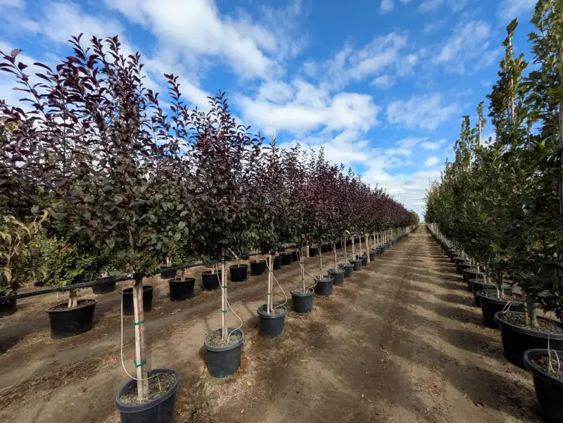 Big Cis® Plum