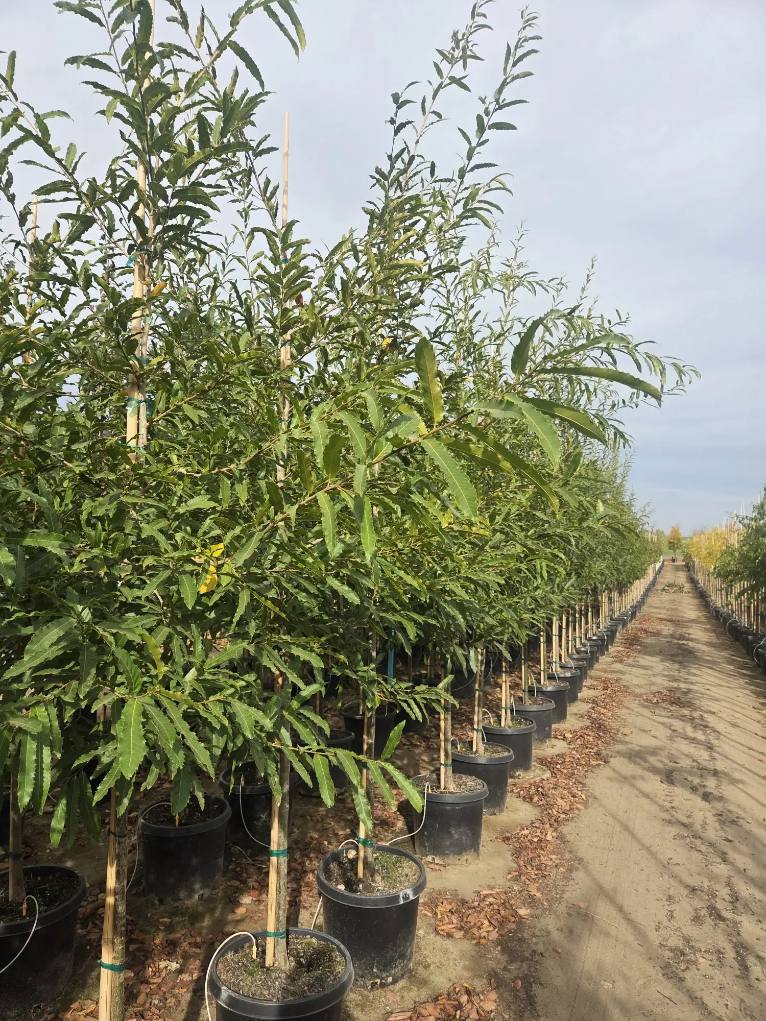 Sawtooth Oak