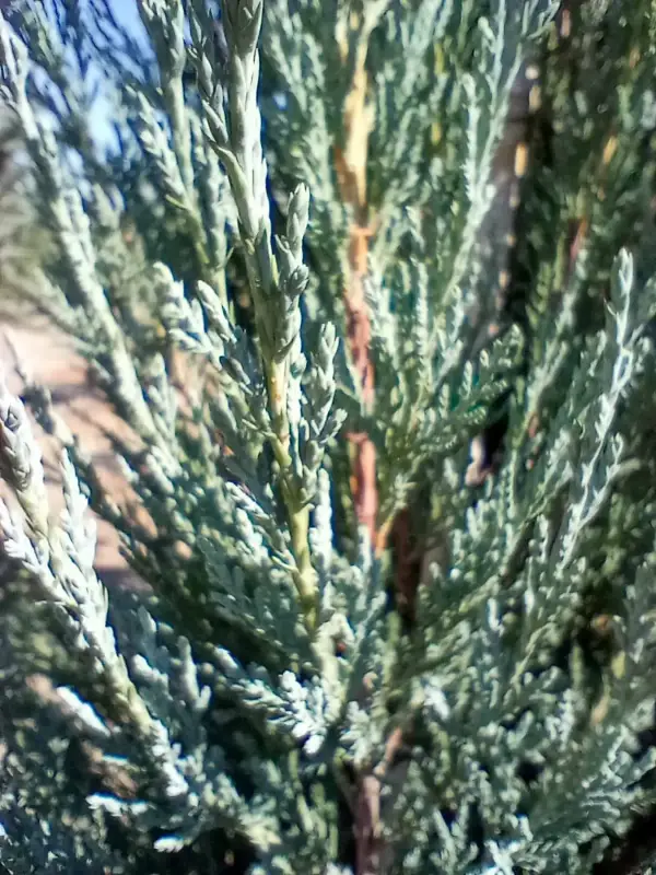 Blue Arrow Juniper