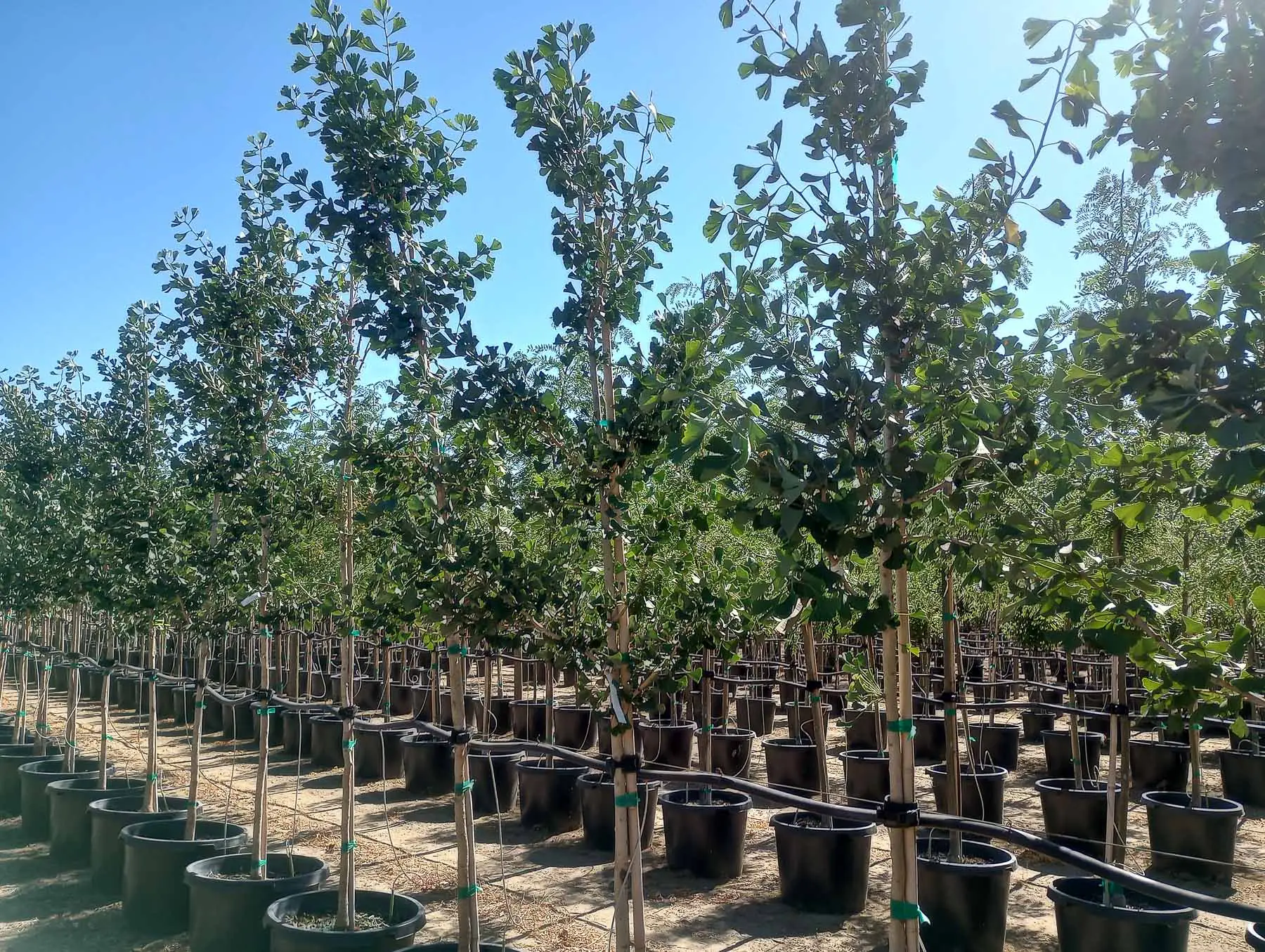 Magyar Ginkgo