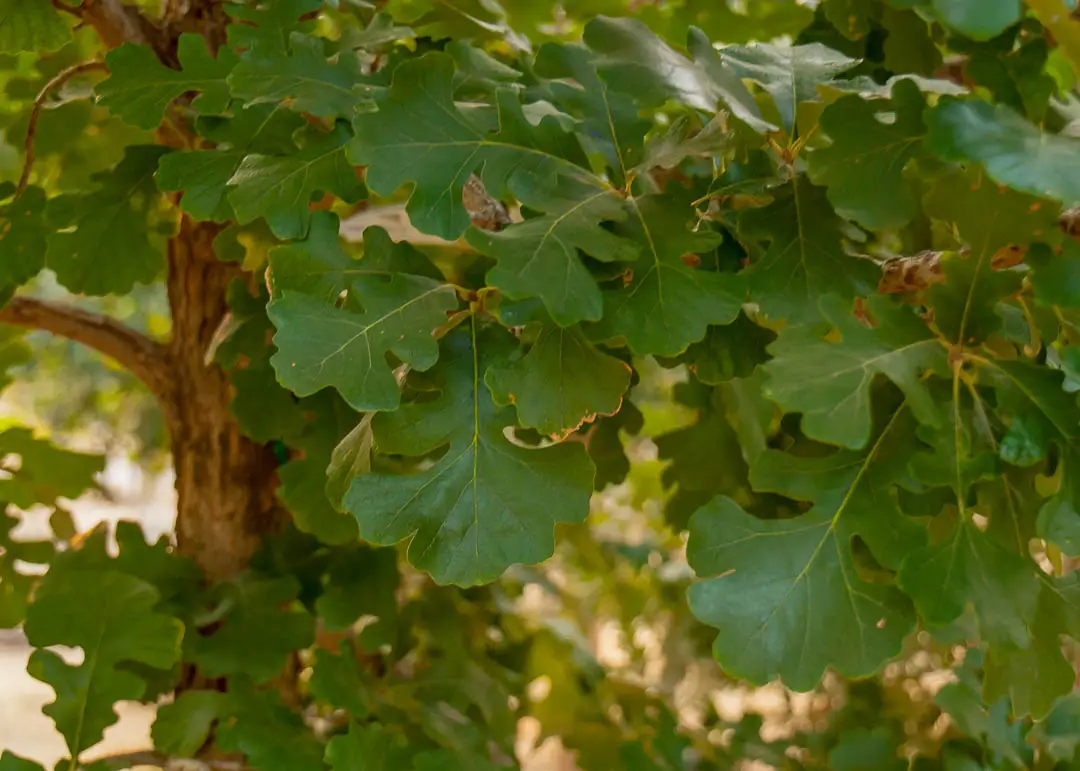 Bur Oak Tree