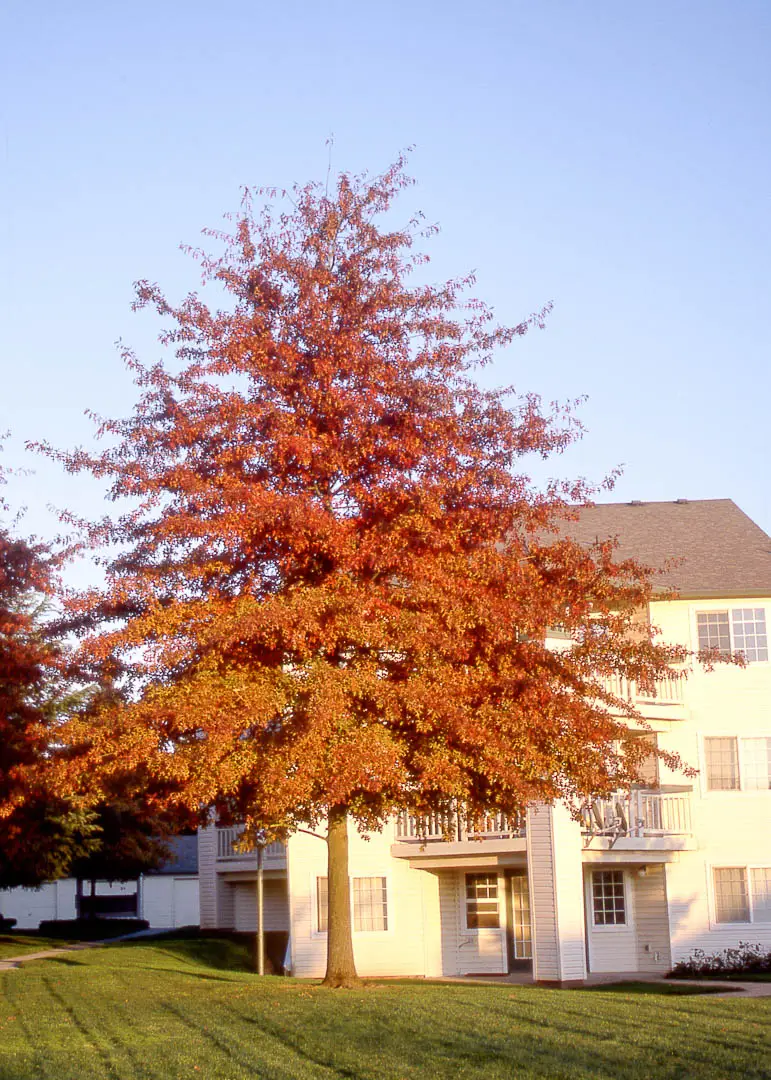 Pin Oak Tree