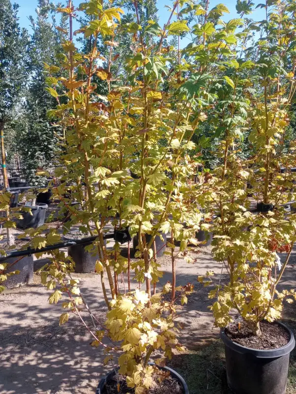 Pacific Fire Vine Maple