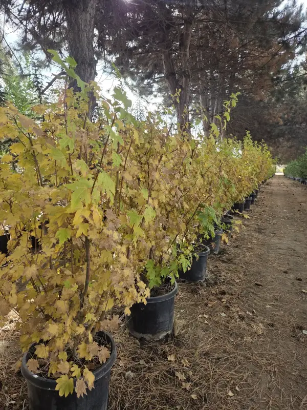 Pacific Fire Vine Maple
