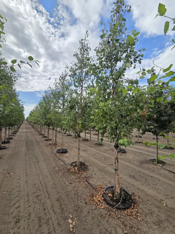 Northern Tribute® Birch