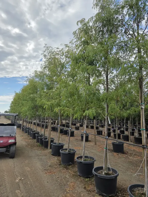 Northern Sentinel™ Honeylocust