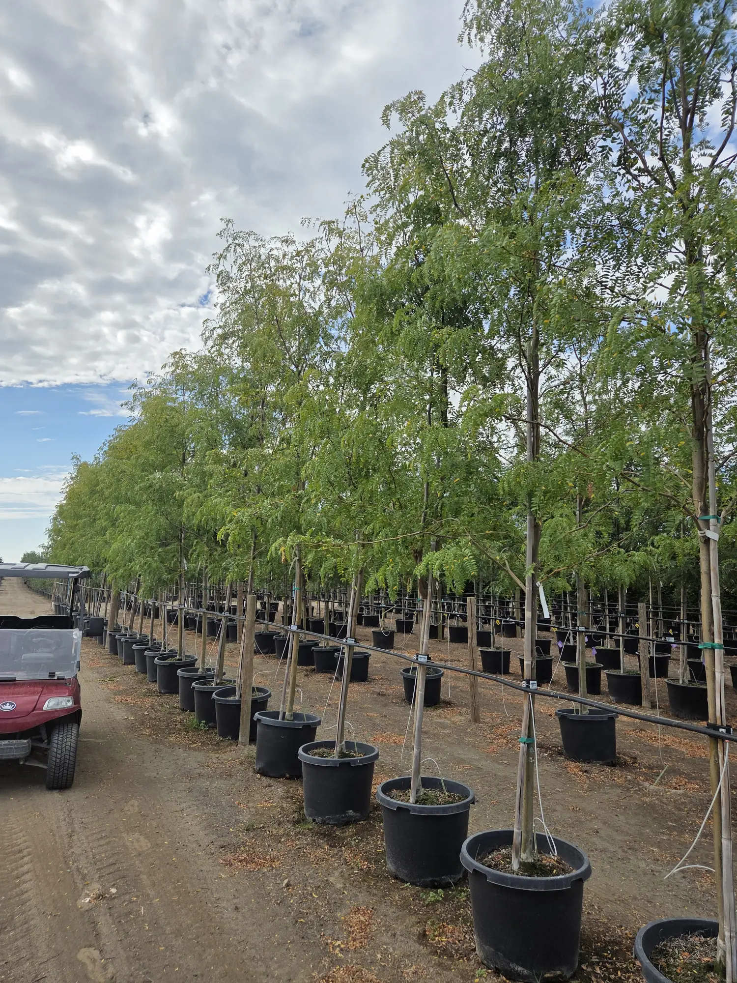 Northern Sentinel™ Honeylocust
